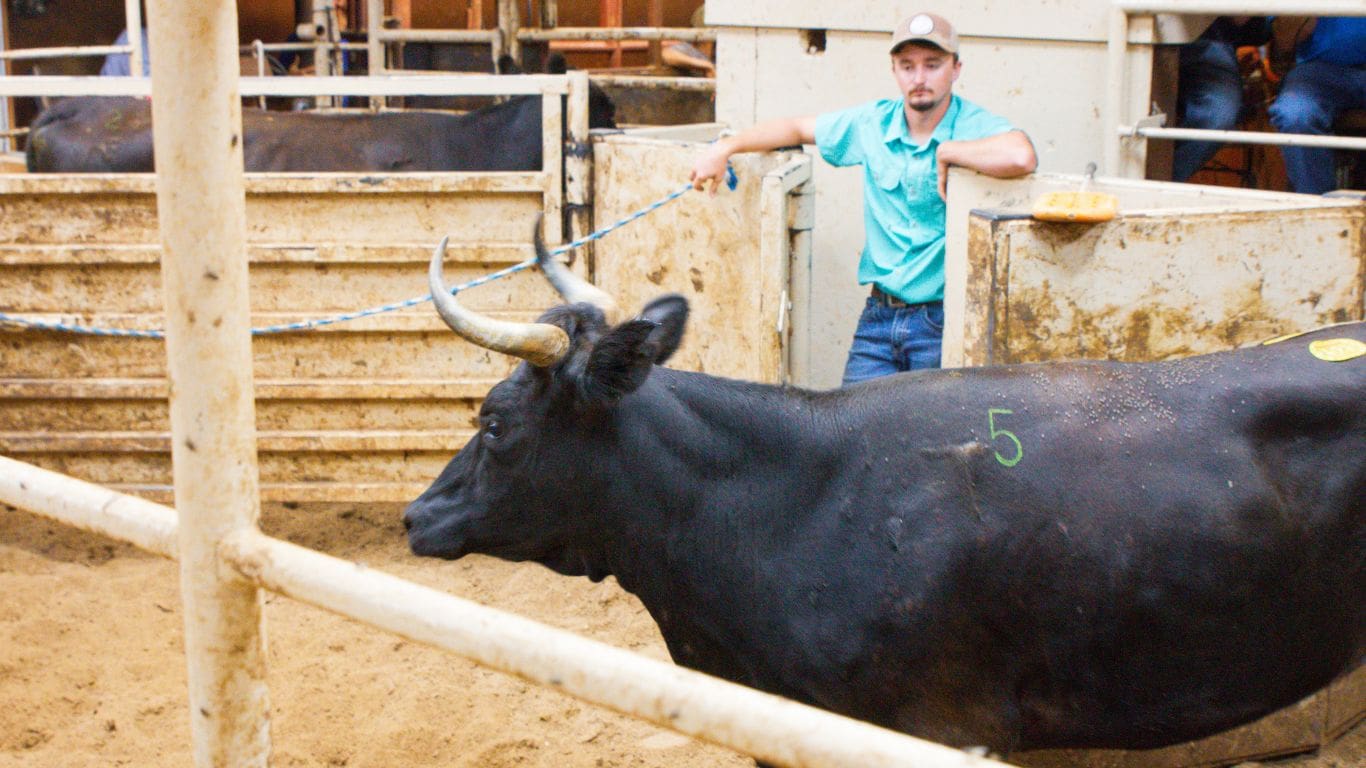 2025 Abilene Sale